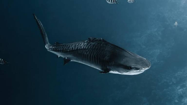 Fin, el tiburón tigre que sigue nadando sin aletas en las islas Maldivas