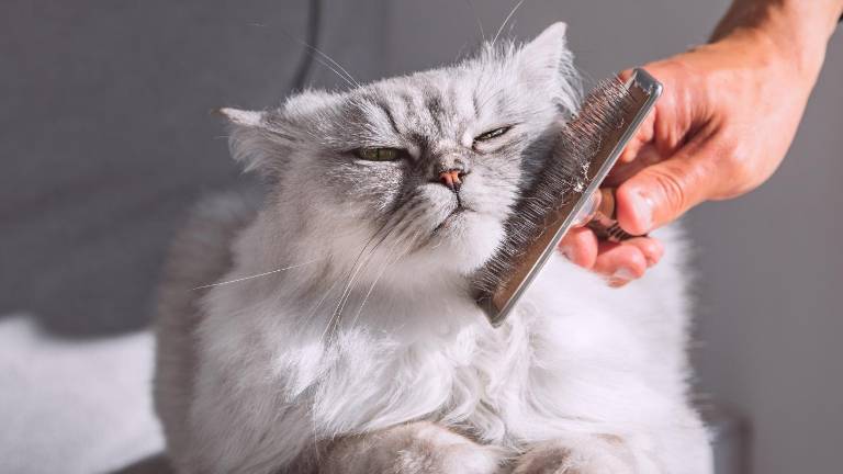 Bienestar animal: cinco pautas clave para garantizar la salud del pelaje en perros y gatos