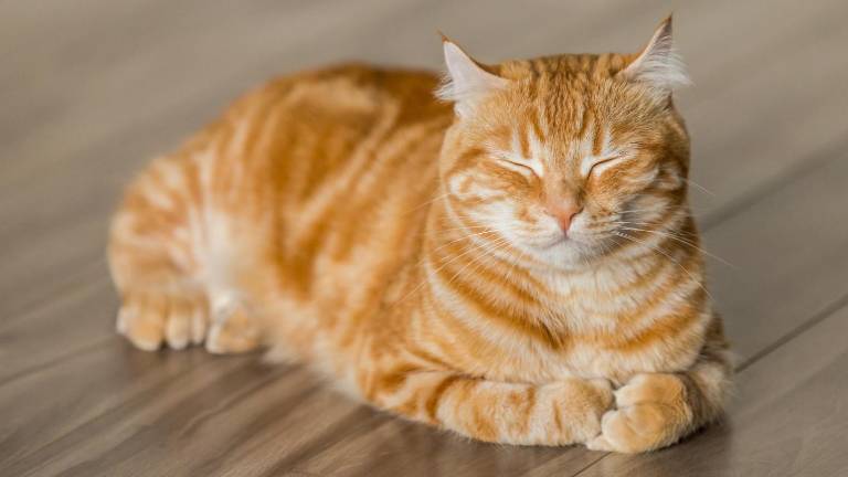 ¿Tu gato sufre en silencio? Cómo detectar si está enfermo