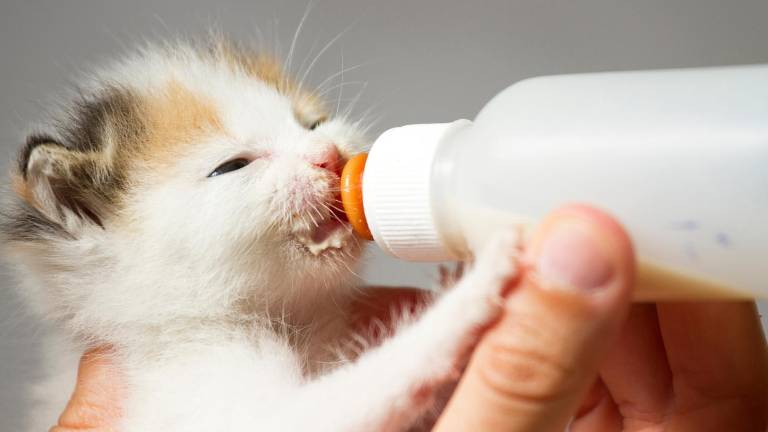 ¿Es un error darle leche a un gato? Esto dice la ciencia sobre un hábito muy común