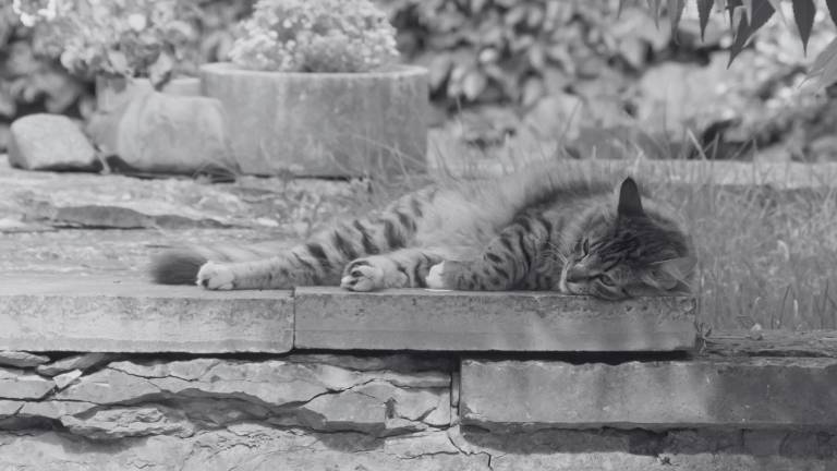 Guayaquil: Proanimal investiga muerte de gatos en urbanización del norte de la ciudad