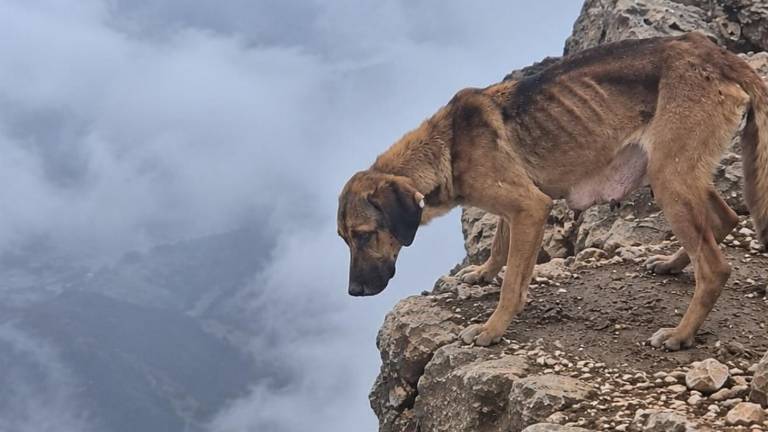 Rescatan a una perrita que sobrevivió con sus cachorros a 4.600 metros de altura en el Rucu Pichincha