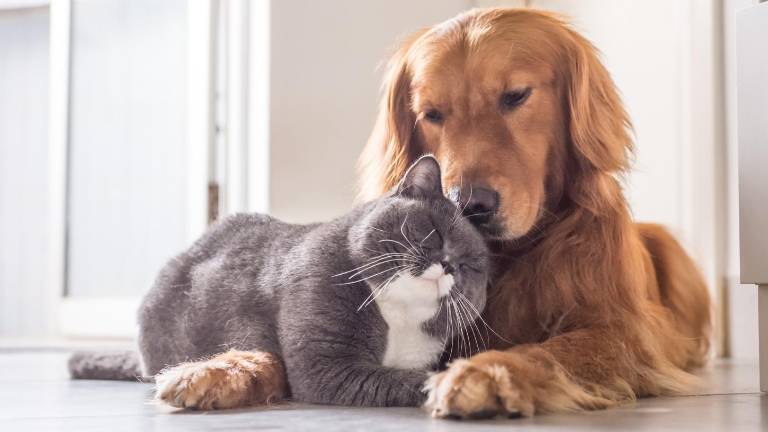 ¿Perros y gatos bajo el mismo techo? Así debe realizarse la presentación según expertos