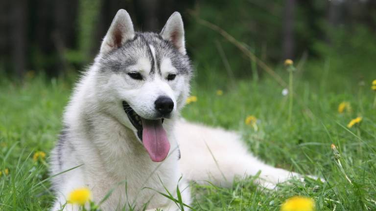 Caso histórico en México: un perro recibirá pensión alimenticia tras el divorcio de sus tutores
