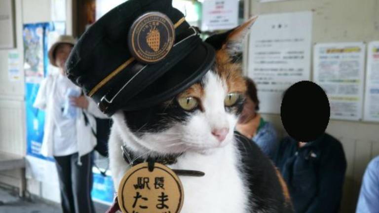 El adiós a una leyenda: la gata que salvó de la quiebra a una línea de tren en Japón