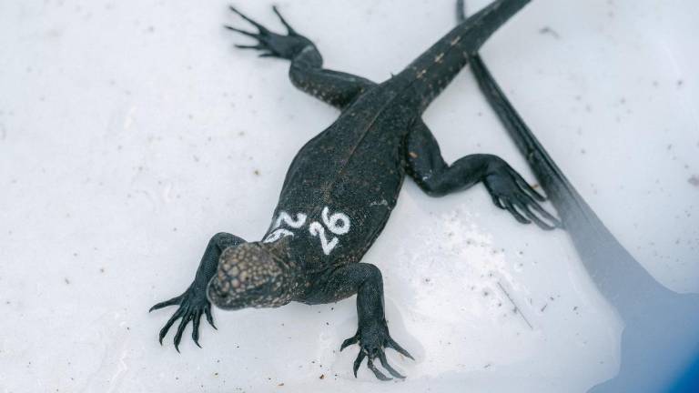 24 iguanas marinas rescatadas en el Aeropuerto de Quito regresan a Galápagos