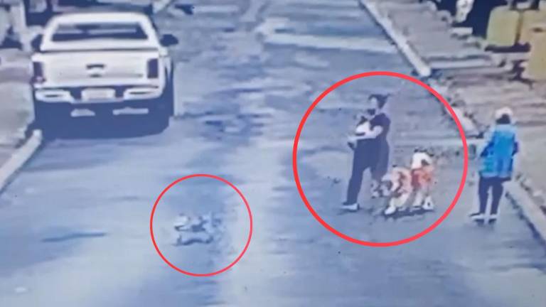Investigan ataque a perro en Santo Domingo de los Tsáchilas: mascota fallece y familia denuncia agresión