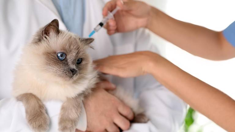 Guía definitiva: este es el calendario de vacunación indispensable para la salud de tu gato
