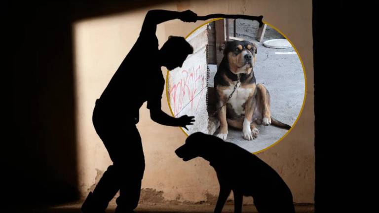 Quito: rescatan a perro que era víctima de golpes y encadenamiento
