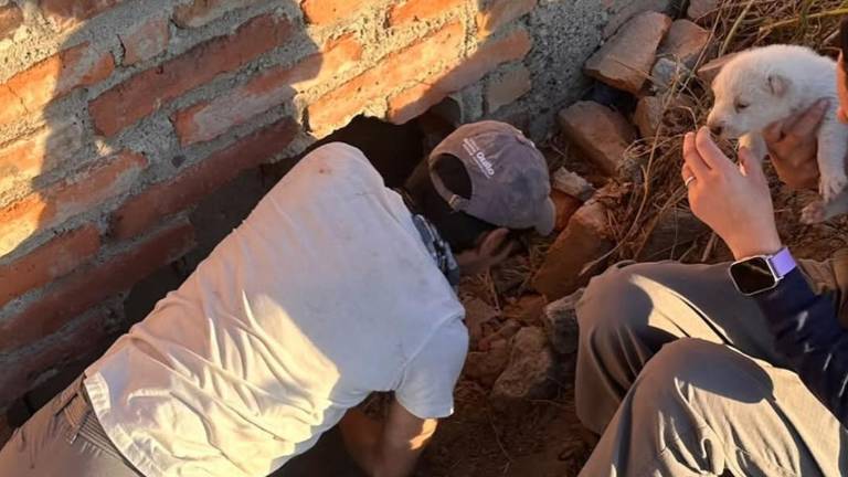 Quito: cuatro cachorros y su madre fueron puestos a salvo tras quedar atrapados en un agujero