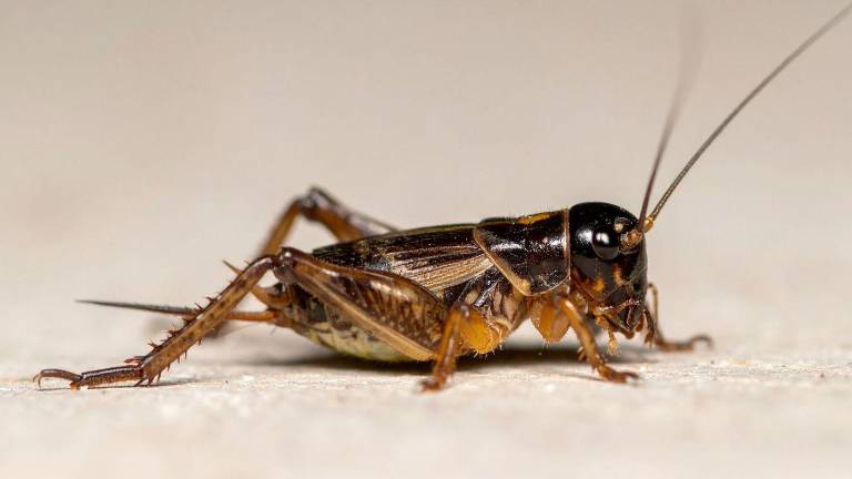 Grillos en Guayaquil: ¿son una plaga o cumplen una función en el ecosistema?