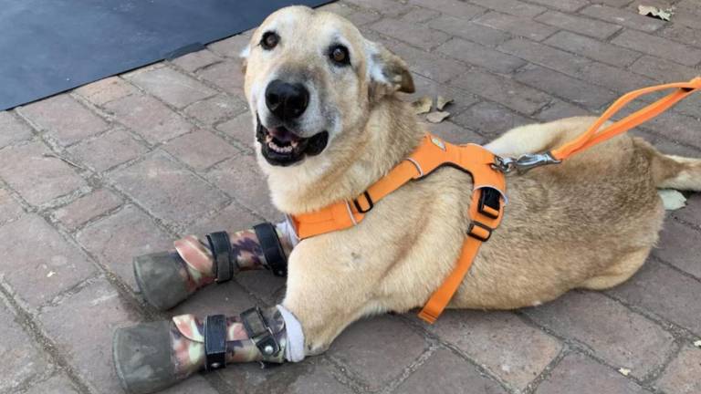 México presenta 'Ley Pay de Limón': una reforma contra el maltrato animal