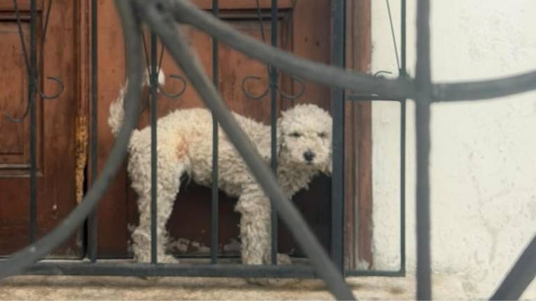 Perro expuesto al sol y atrapado en un espacio reducido genera indignación en el norte de Guayaquil