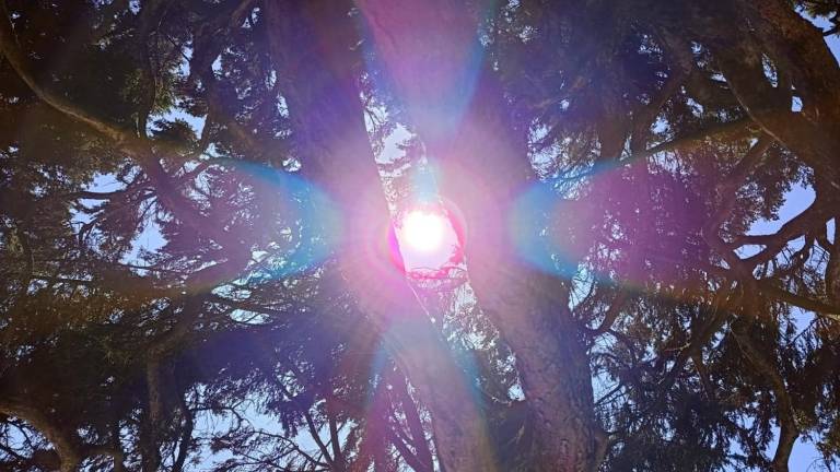 Los rayos UV impactando directamente entre los árboles.
