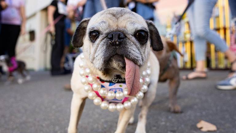 Jinny Lu, una pug rescatada del comercio de carne, es coronada como el 'Perro más feo del mundo' 2026