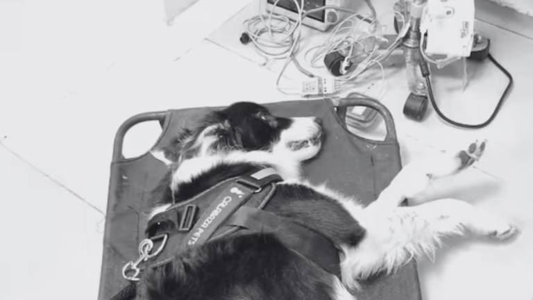 Horus, el perro que murió por estrés tras el uso de fuegos artificiales en Colombia