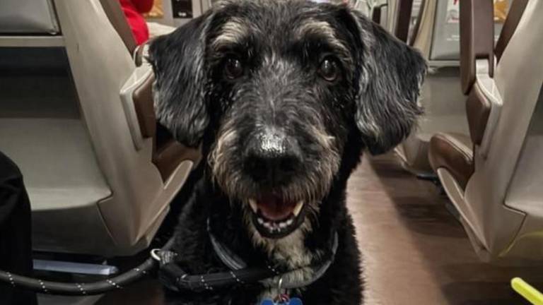 España: buscan a Boro, el perro que sobrevivió al accidente ferroviario de Adamuz