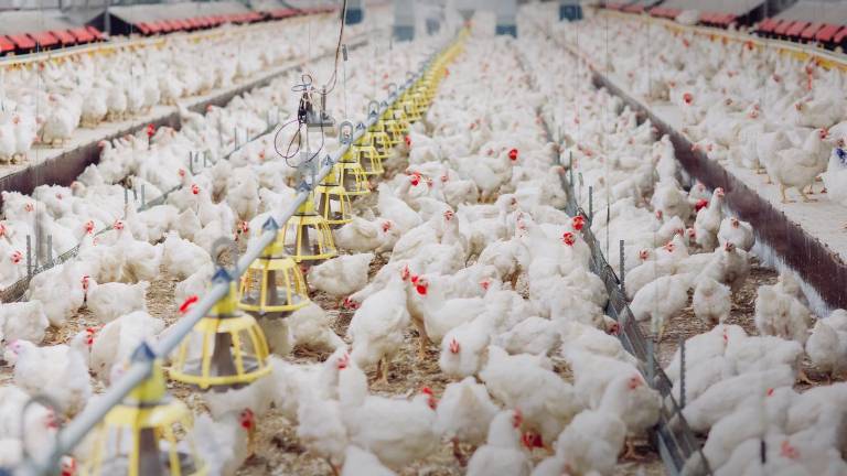 Fallece en Estados Unidos el primer contagiado de rara cepa de gripe aviar