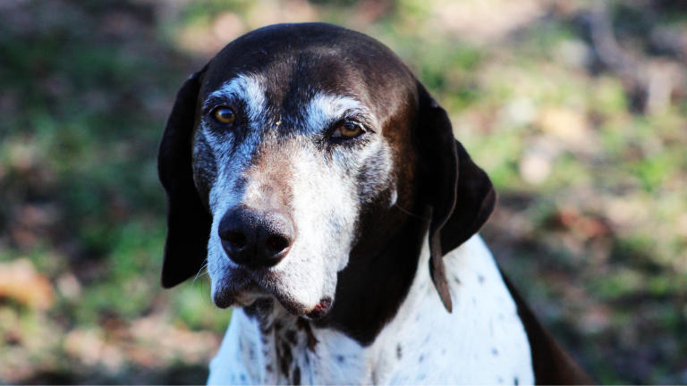 Ensayos clínicos prueban pastilla que extendería la vida de los perros