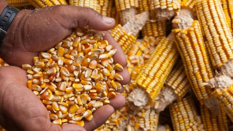El niño podría reducir la cosecha de maíz en Ecuador