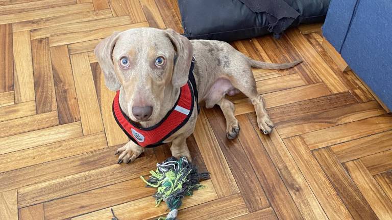 La historia de Oliver: fue robado, vendido y finalmente devuelto a su tutor