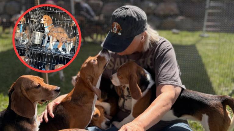 Cierra un criadero de beagles en Estados Unidos y más de 400 perros reciben una nueva oportunidad