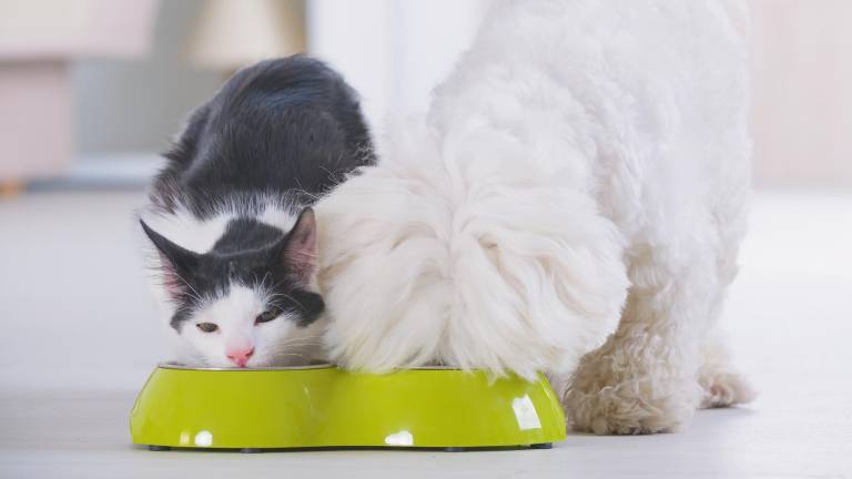 Nueva York entregará comida gratis para perros y gatos a familias de bajos recursos