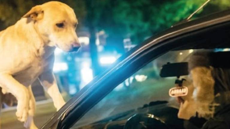 Quito: la verdad sobre el video que muestra un perro subiéndose a carro en movimiento