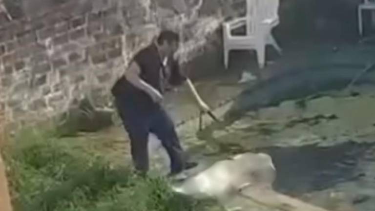 Detienen a un supuesto adiestrador de perros en Argentina tras una denuncia por maltrato animal