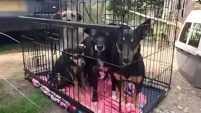 Desarticulan red internacional de pelea de perros en Colombia con ecuatorianos implicados