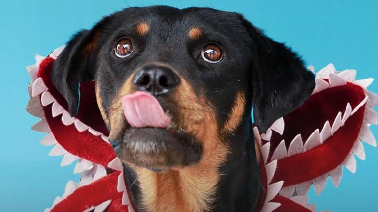 ‘Stranger Dogs’: perritos rescatados buscan un hogar en Quito