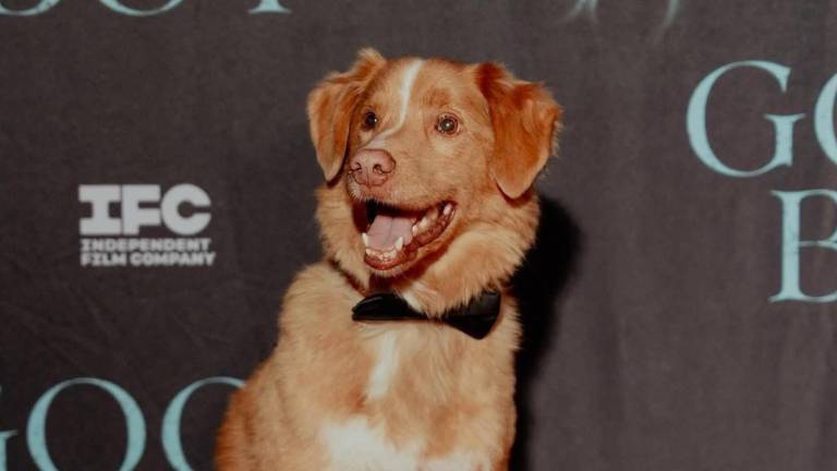 El perro de Good Boy hace historia: Indy es nominado a Mejor Interpretación en los Premios Astra 2026
