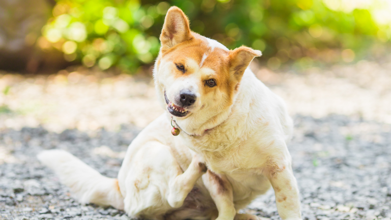 Sarna en perros: lo que debes saber sobre esta enfermedad contagiosa