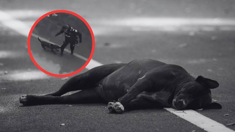 Conmoción en Antoquia, Colombia por muerte de un perro tras disparo policial
