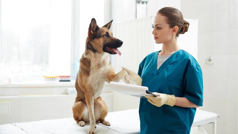 Jornada de esterilización gratuita para perros en Guayaquil por el Día Mundial del Perro