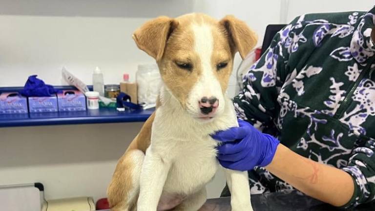 Quito: recuperan a cachorro robado durante una feria de adopción en el parque La Carolina