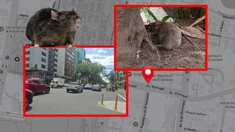 Quito confirma plaga de ratas en la República de El Salvador e interviene el sector