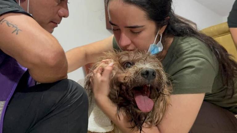 'Si él sobrevivió, ellas también': el rescate del perro Antonio reaviva la esperanza de una familia atrapada tras el terremoto en Cali
