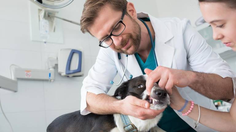 ¿Tu perro está en la lista? Estas son las razas con más tendencia a sufrir enfermedad periodontal