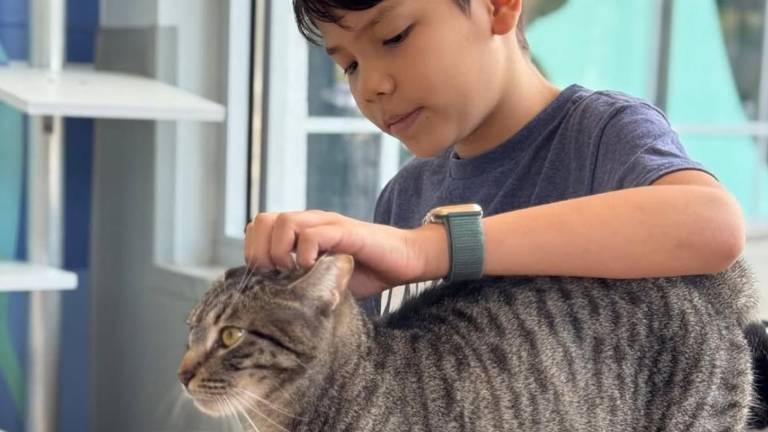 Niños les leen a gatos y perros de un refugio en Estados Unidos para que se sientan acompañados