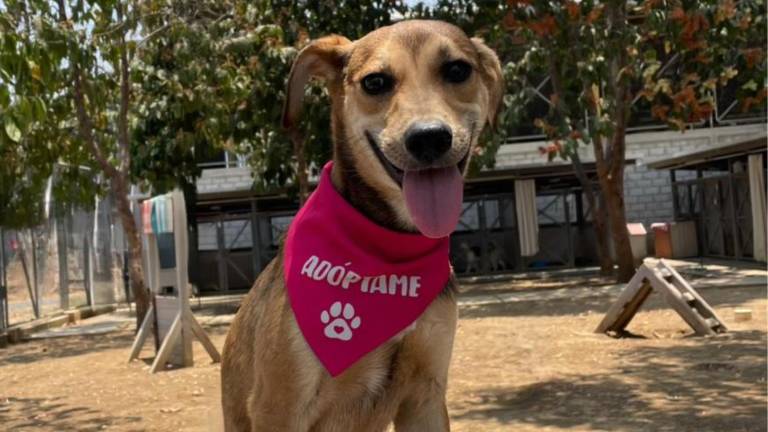 Navidad en Guayaquil: alertan sobre el aumento de adopciones impulsivas de mascotas