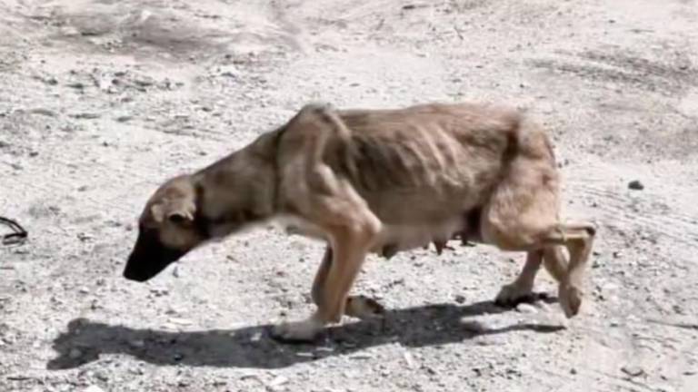 Rescatan a perrita encadenada y desnutrida junto a sus siete cachorros en el norte de Quito