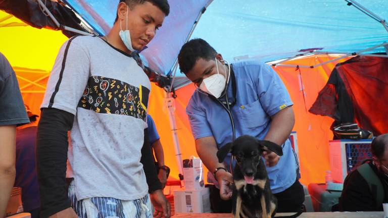 Venezuela: brigadas veterinarias atienden en carpas a mascotas por el colapso de albergues