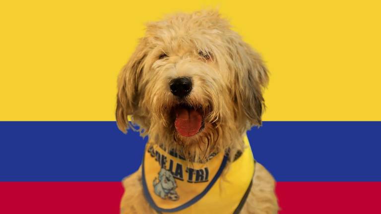 Pasión por la Tricolor: Quito une la fiebre mundialista con la adopción responsable de mascotas