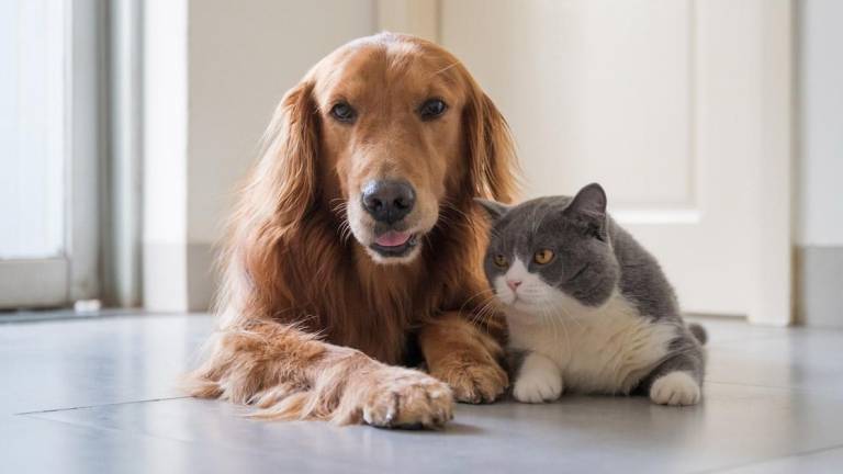 Confirmada la presencia de covid-19 en mascotas de Guayaquil ¿qué hacer si su perro o gato presenta síntomas?