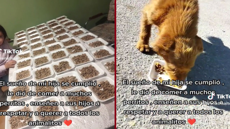 En México, niña cumple su sueño de dar de comer decenas de perritos sin hogar e inspira a miles de personas