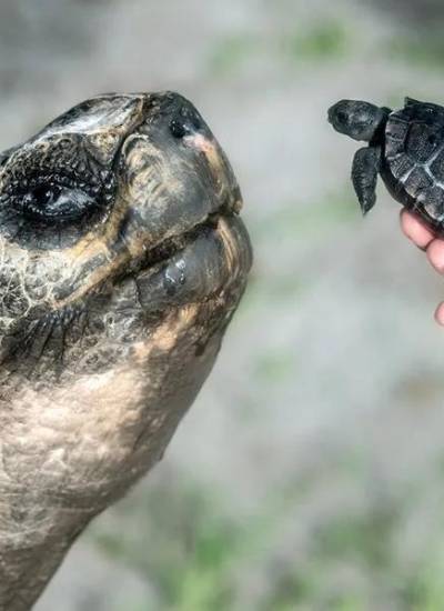 Fotografía de Goliat, tortuga de Galápagos de 135 años.