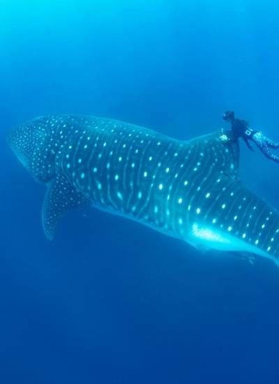 Ecuador lidera un esfuerzo regional para descifrar la migración del tiburón ballena