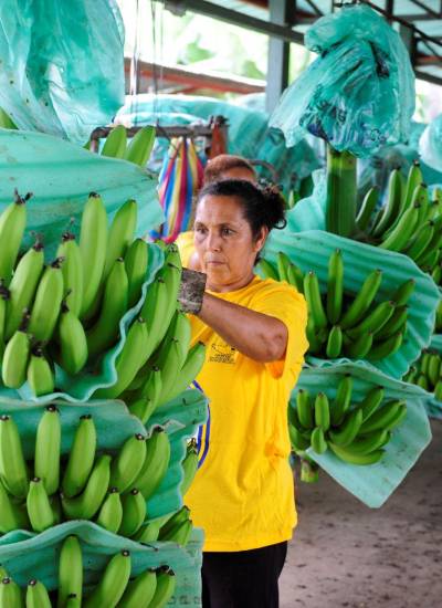 Imagen referencial de mujeres revisando racimos de banano en Ecuador.