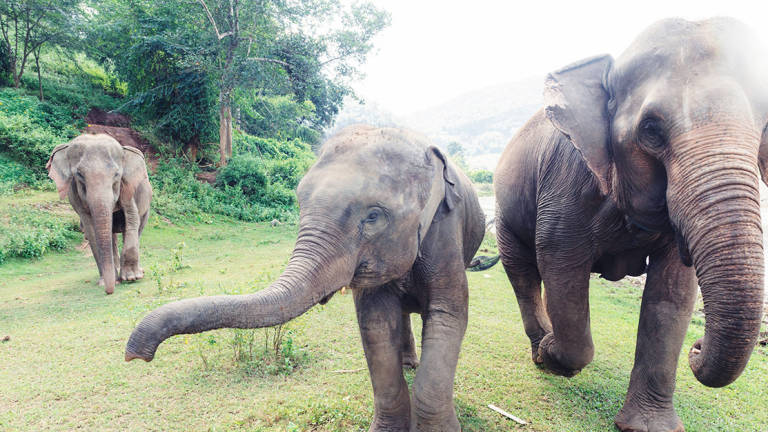 Por falta de turistas, liberan de cargas a elefantes en Tailandia